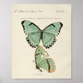 Vintages Butterfly-Poster Poster (Vorne)