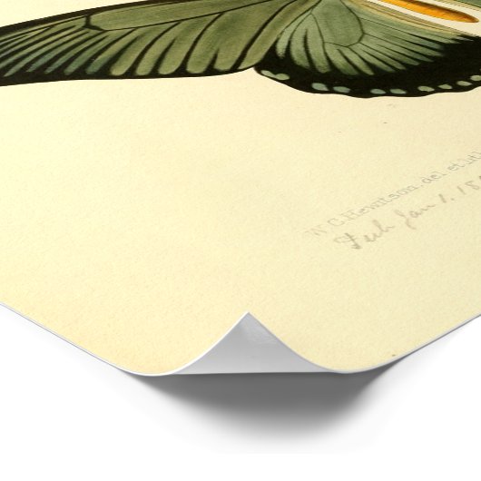 Vintages Butterfly-Poster Poster (Ecke)