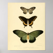 Vintages Butterfly-Poster Poster (Vorne)