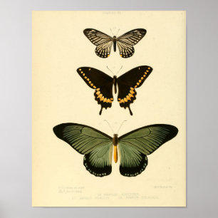 Vintages Butterfly-Poster Poster