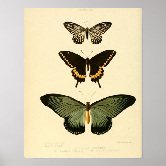 Vintages Butterfly-Poster Poster (Vorne)