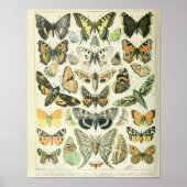 Vintages Butterfly-Poster Poster (Vorne)