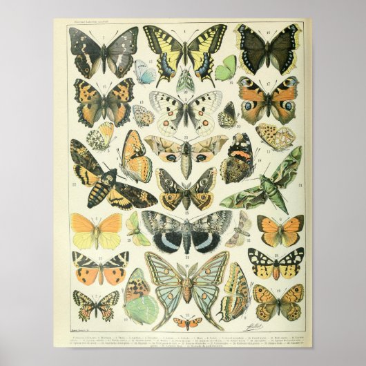 Vintages Butterfly-Poster Poster (Vorne)