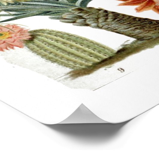 Vintages Cactus Chart Poster (Ecke)