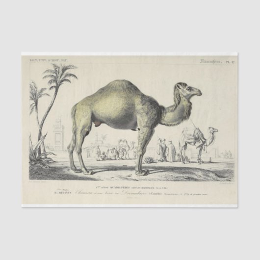 Vintages Camel Ephemera Decoupage Französisches Sk Seidenpapier (Vorderseite)