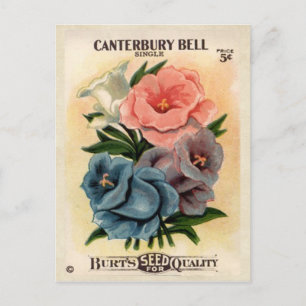 Vintages Canterbury Bells Blume Seed Packet Postkarte