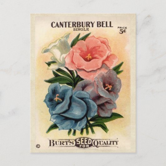Vintages Canterbury Bells Blume Seed Packet Postkarte (Vorderseite)