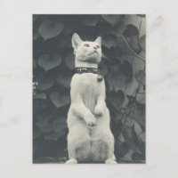Vintages Cat-Foto