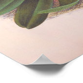 Vintages Cypripedium Athuran Pink Slipper Orchidee Poster (Ecke)