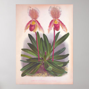 Vintages Cypripedium Athuran Pink Slipper Orchidee Poster