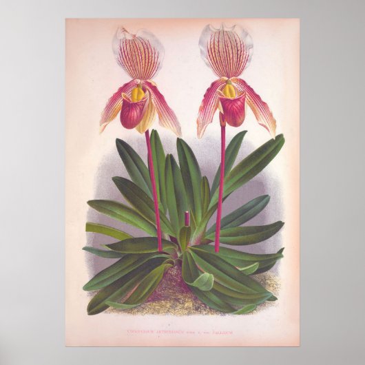 Vintages Cypripedium Athuran Pink Slipper Orchidee Poster (Vorne)