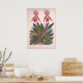 Vintages Cypripedium Athuran Pink Slipper Orchidee Poster (Küche)