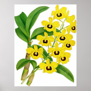 Vintages Dendrobium suavissimum Orchid Blume Poster