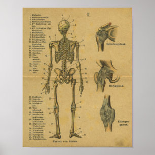 Vintages deutsches Anatomie-Druckskelett Poster