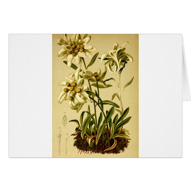 Vintages Edelweiss (Vorderseite (Horizontal))