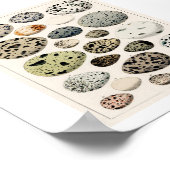 VINTAGES EIER 1843 ILLUSTRATIONSPARSTER POSTER (Ecke)