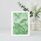 Vintages Entomologie-Grün Katydid Fliegen-Blatt Postkarte (Stehend Vorderseite)