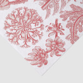 Vintages Ernst Haeckel Seetang-Poster Seidenpapier (Ausschnitt)