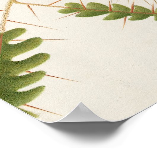 Vintages Exotic Butterfells Poster (Ecke)