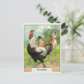 Vintages Faverolles Hühnchen Postkarte (Stehend Vorderseite)