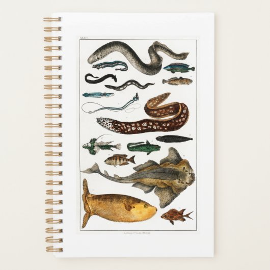 Vintages Fischmeer, Strand, blau Planer (Vorderseite)