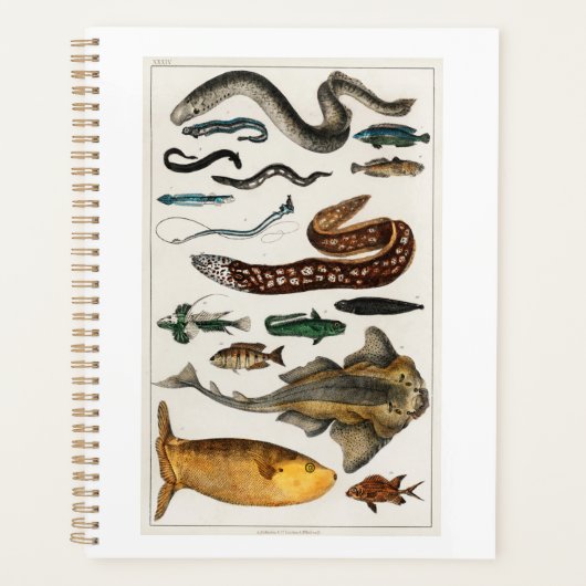 Vintages Fischmeer, Strand, blau, Wasser Planer (Vorderseite)