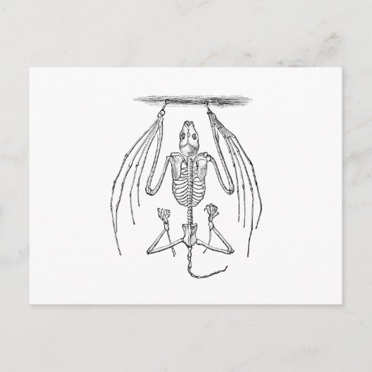 Vintages Flechtskelett - Fledermäuse und Halloween Postkarte (Vorderseite)