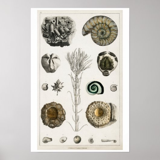 VINTAGES FOSSILS-ILLUSTRATIONSPARSTER POSTER (Vorne)