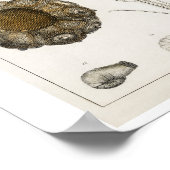 VINTAGES FOSSILS-ILLUSTRATIONSPARSTER POSTER (Ecke)