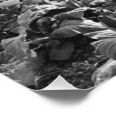 Vintages Foto eines Tabakfeldes in Honduras Poster (Ecke)