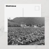 Vintages Foto eines Tabakfeldes in Honduras Postkarte (Vorne/Hinten)