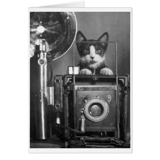 Vintages Foto - Katze mit Kamera (Vorne)