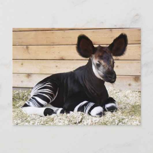 Vintages Foto Postkarte (Vorderseite)