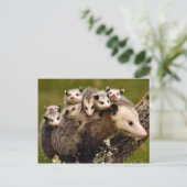 Vintages Foto Postkarte (Stehend Vorderseite)