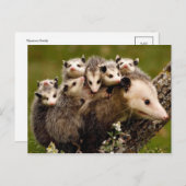 Vintages Foto Postkarte (Vorne/Hinten)