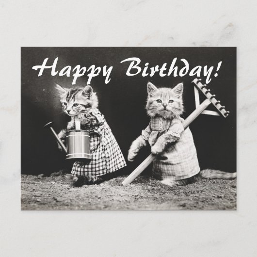 Vintages Foto Zwei Katzen Gärten Postkarte (Vorderseite)