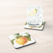 Vintages Fruchtfutter, Calville Apple von Redoute Getränkeuntersetzer (Rechte Seite)