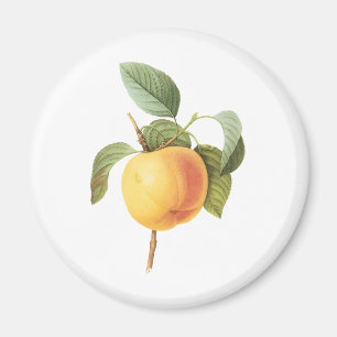 Vintages Fruchtfutter, Calville Apple von Redoute Magnet
