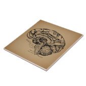 Vintages Gehirndiagramm Antique Medical Anatomic A Fliese (Seite)