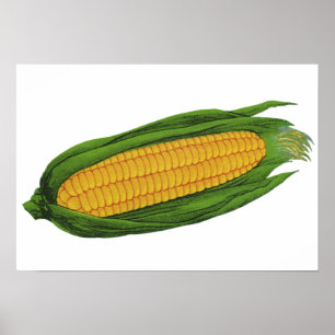 Vintages Gemüse; Gelber Mais auf dem Cob Poster