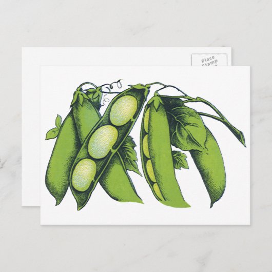 Vintages Gemüse; Limabohnen, Bio landwirtschaftlic Postkarte (Vorne/Hinten)