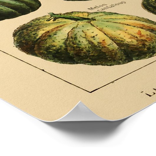 Vintages Gemüseposter Botanischer Schrift Poster (Ecke)