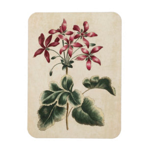 Vintages Geranenmagnet Magnet