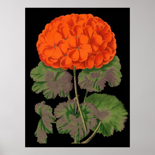 Vintages Geranium - fett blumenreich Poster (Vorne)