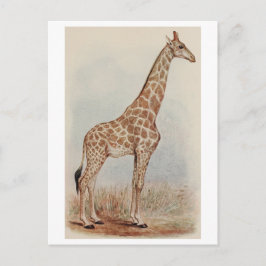 Vintages Giraffe-Foto Postkarte