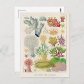 Vintages Great Barrier Reef in Australien Alcyonar Postkarte (Vorne/Hinten)