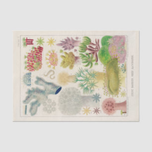 Vintages Great Barrier Reef in Australien Alcyonar Seidenpapier