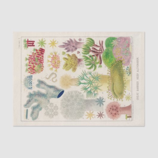 Vintages Great Barrier Reef in Australien Alcyonar Seidenpapier (Vorderseite)