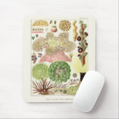 Vintages Great Barrier Reef of Australia Anemones Mousepad (Mit Mouse)