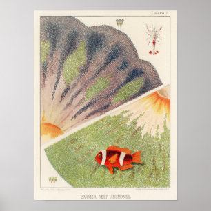 Vintages Great Barrier Reef of Australia Anemones Poster